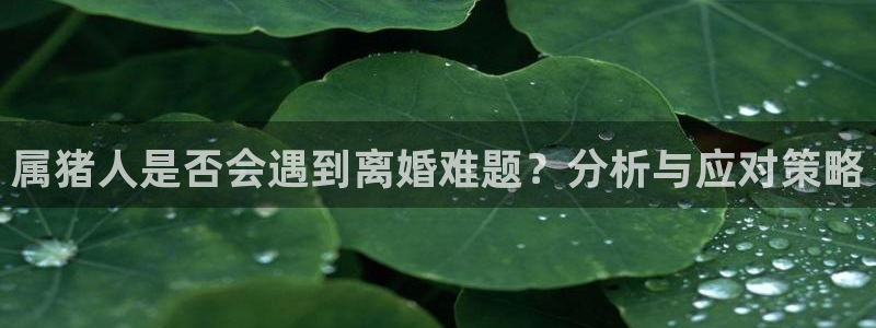 奇亿娱乐2注册：属猪人是否会遇到离婚难题？分析与应对策略